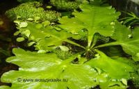 Лот: 3447916. Фото: 4. набор растений. Красноярск