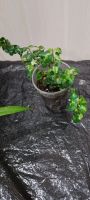 Лот: 21062439. Фото: 3. Ficus Pumila Curly (укоренённые... Растения и животные