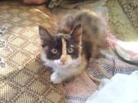 Лот: 6730112. Фото: 2. Котята. Животные и уход