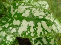 Лот: 1072918. Фото: 3. Медуница сахарная, тенелюбивый... Для дачи, дома, огорода, бани, парка