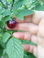 Лот: 12029002. Фото: 2. вишня войлочная саженец №64. Семена, рассада, садовые растения