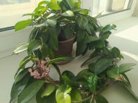 Лот: 20837783. Фото: 4. Хоя. Красноярск