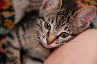 Лот: 7758988. Фото: 2. Котенок. Животные и уход