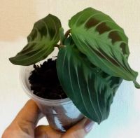 Лот: 11546114. Фото: 3. Маранта беложильчатая (Maranta... Растения и животные
