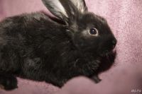 Лот: 9321023. Фото: 2. Карликовые кролики. Животные и уход