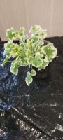 Лот: 17154048. Фото: 2. Душистая пеларгония p. Crispum... Комнатные растения и уход