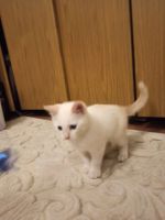 Лот: 16776650. Фото: 5. Отдам белого голубоглазого котёнка