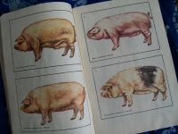 Лот: 6107521. Фото: 3. Содержание свиноматок. Тихонов... Литература, книги