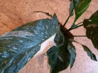 Лот: 17311994. Фото: 2. Спатифиллум Джемини жатый лист... Комнатные растения и уход