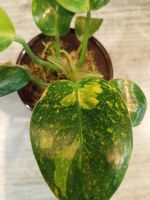 Лот: 25810373. Фото: 2. Филодендрон green congo marble... Комнатные растения и уход