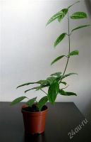 Лот: 2326345. Фото: 3. Клеродендрум "Томсона". Растения и животные