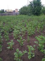 Лот: 15790994. Фото: 4. Участок 7 сот. СНТ "Солнечное-12... Красноярск
