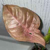 Лот: 18619343. Фото: 6. Сингониум «Neon Pink»