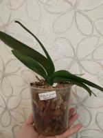Лот: 14084433. Фото: 5. Орхидея Фаленопсис ,Lioulin Preppy...