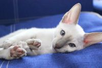Лот: 8782945. Фото: 4. котенок-ориентал. Красноярск