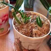 Лот: 8290154. Фото: 2. Орхидея Онцидиум (oncidium varicosum... Комнатные растения и уход