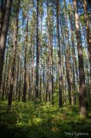 Лот: 25674657. Фото: 17. 1-комн. дача , СНТ Дорожник-2...