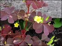 Лот: 3000035. Фото: 2. Оксалис садовый-бордовый. Семена, рассада, садовые растения