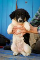 Лот: 7964640. Фото: 2. Щенки крохи, бесплатно. Животные и уход