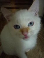 Лот: 4018913. Фото: 3. Котенок красивенький голубоглазый... Растения и животные