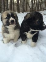 Лот: 6587239. Фото: 2. Щенки. Помесь хаски и туркменского... Животные и уход