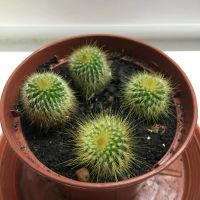 Лот: 9291491. Фото: 3. Нотокактус кактус notocactus leninghausii. Растения и животные