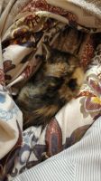 Лот: 16309186. Фото: 7. Котёнок(девочка)