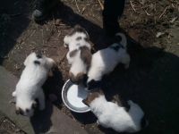 Лот: 5419233. Фото: 2. Щенок Восточно-Сибирской лайки... Животные и уход