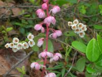 Лот: 9743904. Фото: 2. Грушанка круглолистная (Pyrola... Семена, рассада, садовые растения