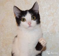 Лот: 7465402. Фото: 3. Галчонок смешной котенок ищет... Растения и животные