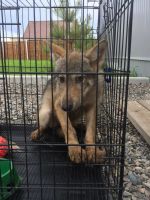 Лот: 10009142. Фото: 4. СРОчНО! Волкособ, гибрид собаки... Красноярск