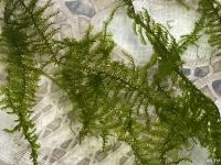 Лот: 15937141. Фото: 6. Мох Анкор Якорный (Anchor moos...