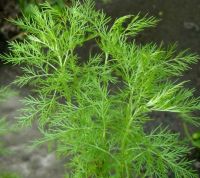 Лот: 11571210. Фото: 3. Полынь божье дерево №40. Для дачи, дома, огорода, бани, парка