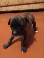 Лот: 12297218. Фото: 2. щенки 1 месяц. Животные и уход