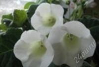 Лот: 1901390. Фото: 3. Молоденькая глоксиния Молочная... Растения и животные