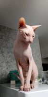 Лот: 21106169. Фото: 2. Котенок Донской сфинкс. Животные и уход