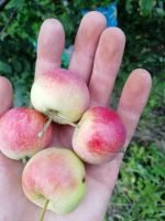 Лот: 16334281. Фото: 4. Яблоки очень вкусные