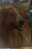 Лот: 25801549. Фото: 5. Календари (собачки)