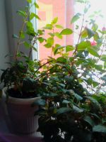 Лот: 8213932. Фото: 2. фуксии сортовые 4шт.одним лотом... Комнатные растения и уход