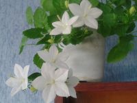 Лот: 5034100. Фото: 2. Колокольчик Невеста цветущее растение. Комнатные растения и уход