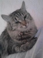 Лот: 2065579. Фото: 3. коты. Растения и животные