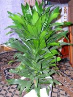 Лот: 1300155. Фото: 3. Dracaena Fragrans или Драцена... Растения и животные