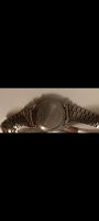 Лот: 25739241. Фото: 3. Часы Seiko 7S26-3100 механические. Ювелирные изделия, бижутерия, часы