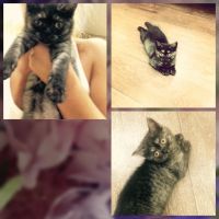 Лот: 5736318. Фото: 2. Британские котята. Животные и уход