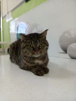 Лот: 22159637. Фото: 4. котофей Космос в добрые руки. Красноярск