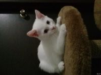 Лот: 13213959. Фото: 2. Котенок белый красивый. Животные и уход