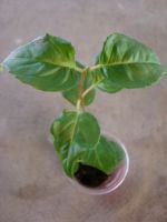 Лот: 4040351. Фото: 2. Фуксия махровая Drama Girl. Комнатные растения и уход