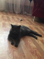 Лот: 6662036. Фото: 2. Кот.Британец. Животные и уход