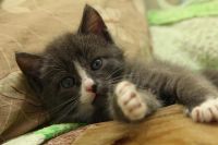 Лот: 3012882. Фото: 7. Котята, котенок, киска!