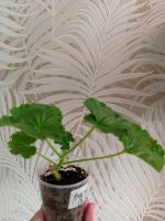 Лот: 22155209. Фото: 2. Пеларгония тюльпановидная Red... Комнатные растения и уход